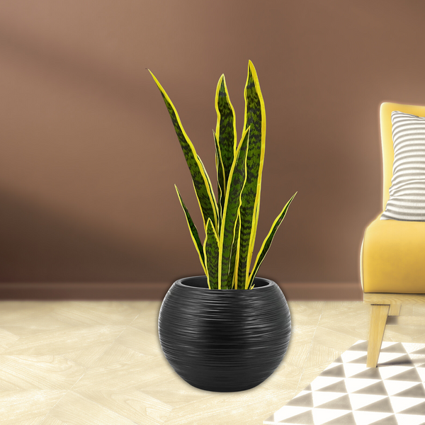 Large Artificial Snake Plant, Realistic Fake 30" Faux Plant with Cement Base, Indoor Outdoor Home Decor, Patio, Front Porch, Living Room Ornament by Sona Casa