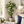 5ft White Artificial Bougainvillea Tree with Green Foliage and Stable Base for Indoor & Outdoor Home Office Decor