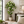 5ft White Artificial Bougainvillea Tree with Green Foliage and Stable Base for Indoor & Outdoor Home Office Decor