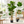 150 cm Artificial Fiddle Leaf Fig Tree Indoor Lifelike Faux Plant with Green Leaves in Black Pot for Home & Office Decor - Accent Collection