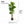 Artificial Fig Tree 150 cm Tall Indoor Home Decor, Realistic Lifelike Faux Plant for Living Room or Office by Sona Casa