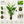 2.1 Meter Tall Artificial Traveler Banana Tree with 5 Branches and 22 Green Leaves – Lush Tropical Indoor Home Decor Plant