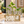 Glass bud vase set with three bottles displaying pothos cuttings in a Home holder
