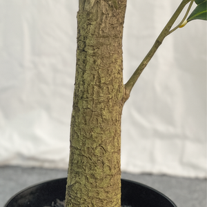 Artificial Flowering Tree, 5 ft Tall Fake Pink Camellia Tree Plant in Cement Base, Indoor Decor for Home or Office, Gift-Sona Casa