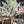 10 feet Tall Artificial White Cherry Blossom Tree-Sona Casa