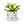 Potted Agave, 5